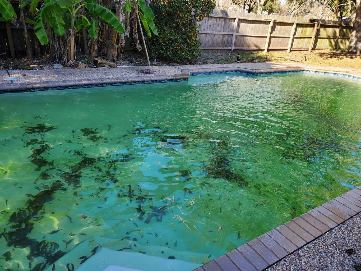 Alvarez Pool Service team working